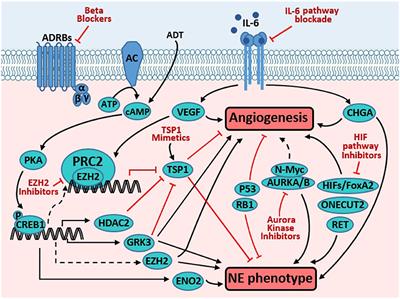 Molecular Links Between Angiogenesis and Neuroendocrine Phenotypes in Prostate Cancer Progression